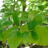 INTEL·LIGENCIA-VEGETAL