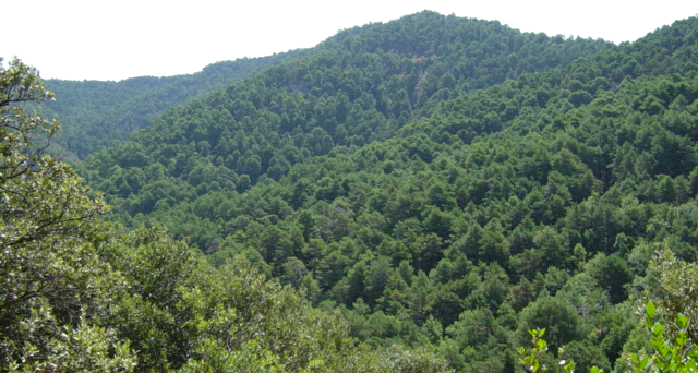 boscos de Castellfollit