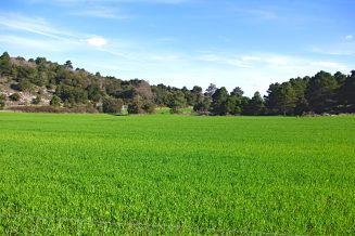 PAISATGES VEGETALS DE ROJALS