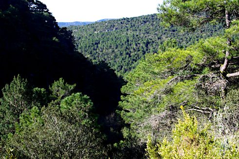 ROJALS PAISATGES VEGETALS3