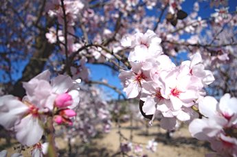 CATSUD-AMETLLERS-FLORITS-28-2-2023-3