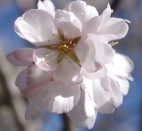 CATSUD-AMETLLERS-FLORITS-28-2-2023-6