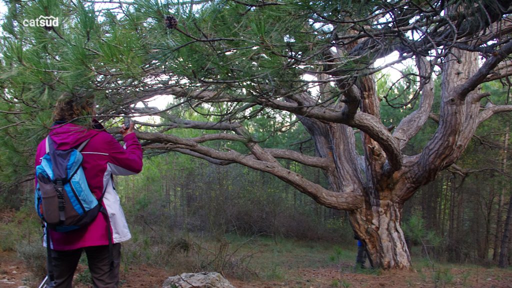 ARBRES MONUMENTALS