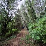 El batec silenciós del bosc