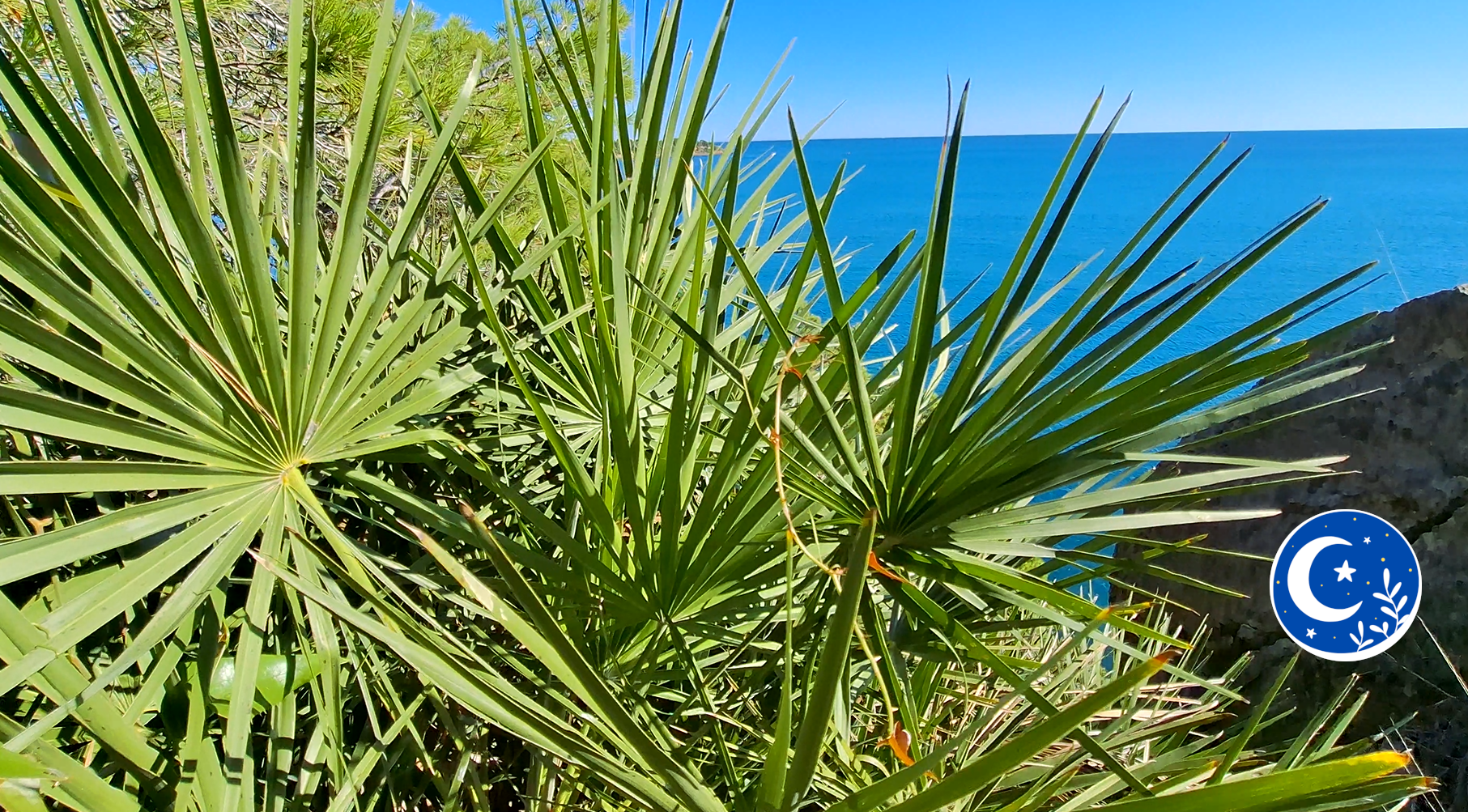 El margalló i l’art de la pauma