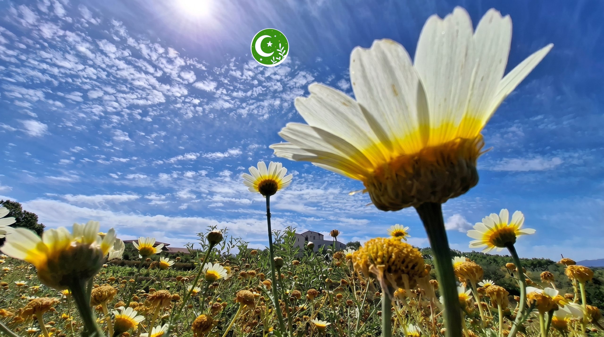 flors silvestres